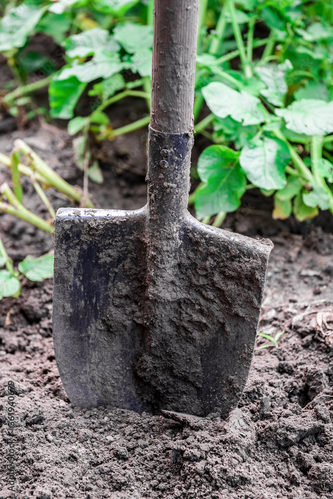 Shovel in the garden. Shovel in the ground, close up Shovel in the garden. Shovel in the ground, close up