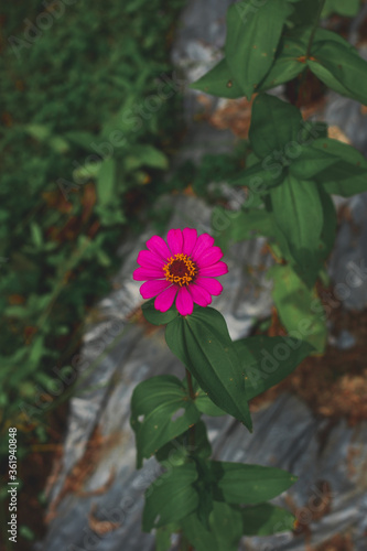Red flower captured from top