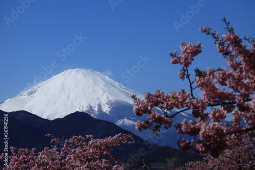 Fuji Mountain and cherry blossoms in the park ,japan,kanagawa 