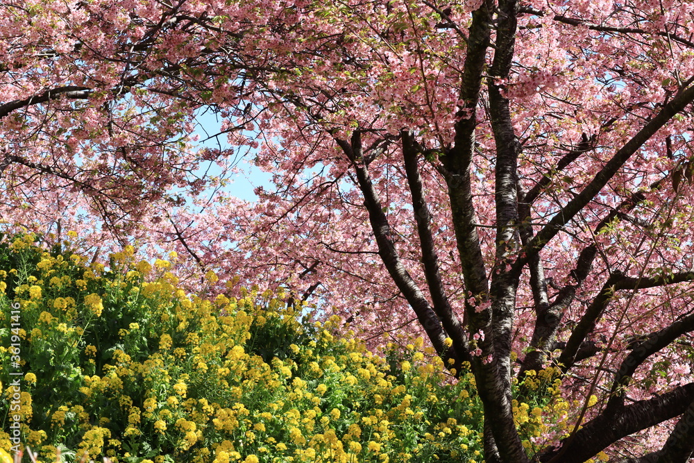 Cherry blossoms and Rape blossoms in japan ,kanagawa
