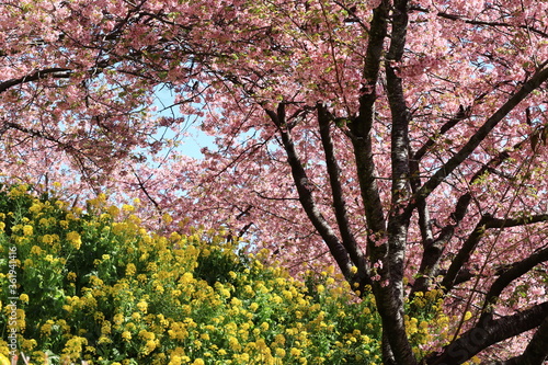 Cherry blossoms and Rape blossoms in japan ,kanagawa