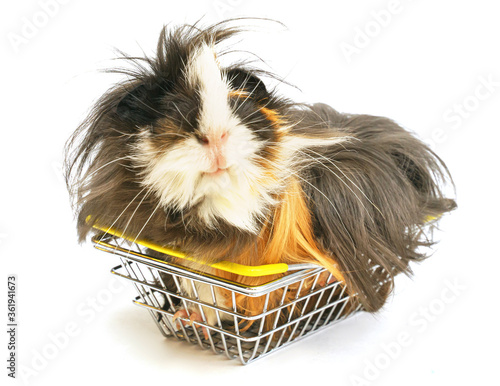 Foto a funny shaggy sheba guinea pig sits in a small shopping basket on a white background