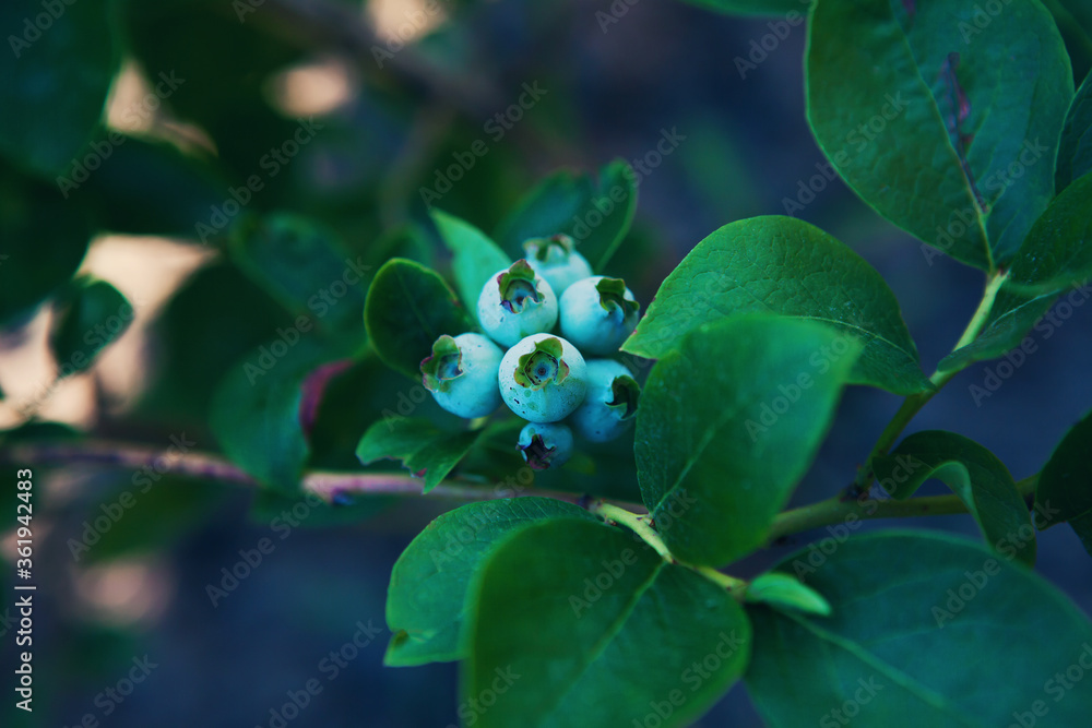 Fresh unripe organic blueberries on bush in garden. Fresh unripe organic blueberries on bush in garden.