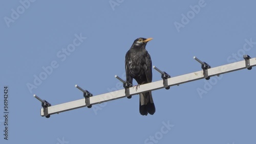 Blackbird (Turdus merula) sings while sitting on TV antenna, low angle, 4k shot photo