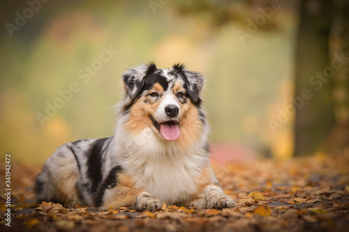 Photos Australian shepherd is sitting on the way in nature