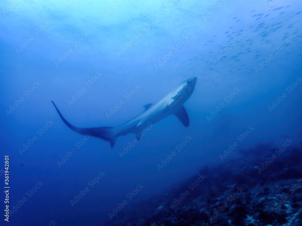Thresher shark on a blue background at dawn Thresher shark on a blue background at dawn