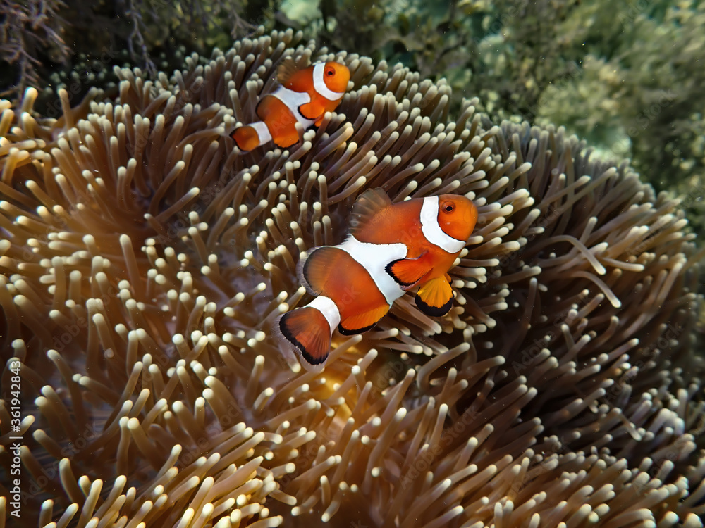Clownfish on an sea anemone Clownfish on an sea anemone