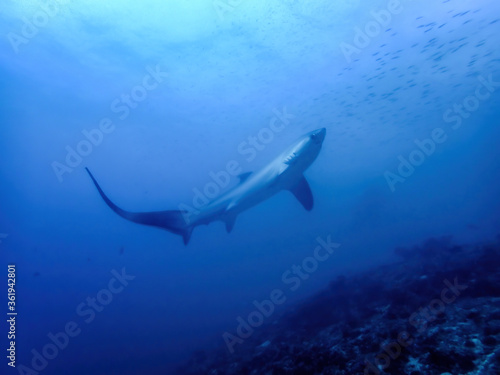 Thresher shark on a blue background at dawn