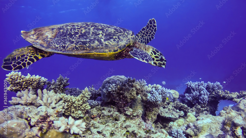 Fototapeta premium Green turtle on the coral reef