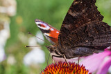 Butterfly on flower in garden or in nature.