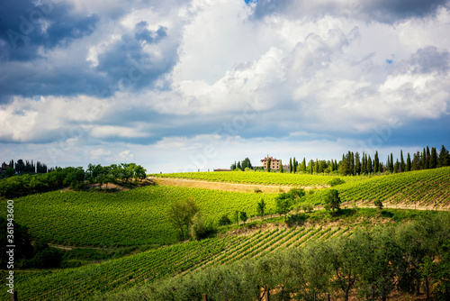 Fototapeta Naklejka Na Ścianę i Meble -  Chianti hills with vineyards and cypress. Tuscan Landscape between Siena and Florence. Italy