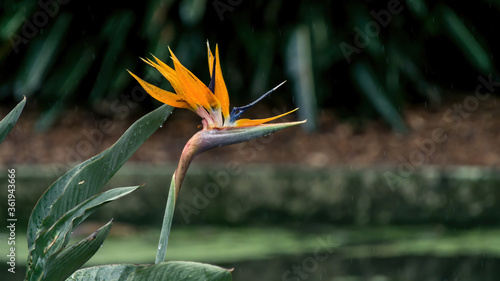 Crane flower or bird of paradise close-up in a rainy day