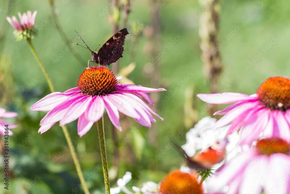 Butterfly on flower in garden or in nature. Butterfly on flower in garden or in nature.
