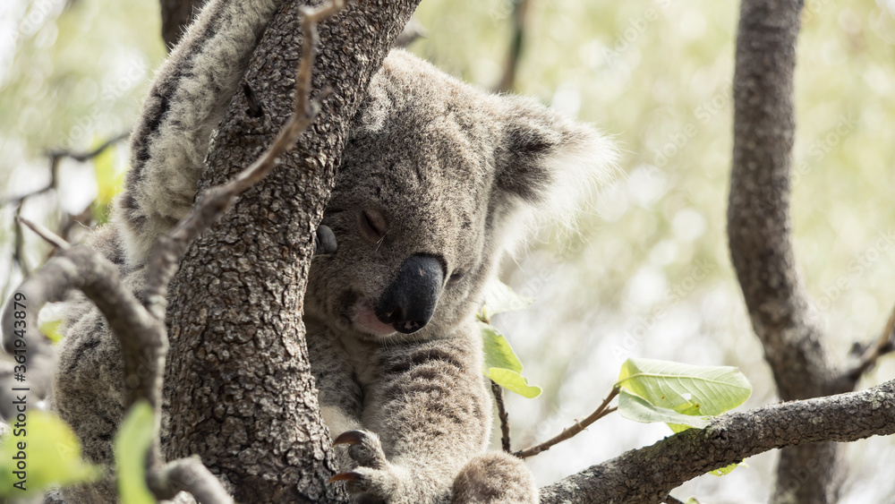 Obraz premium Koala in tree