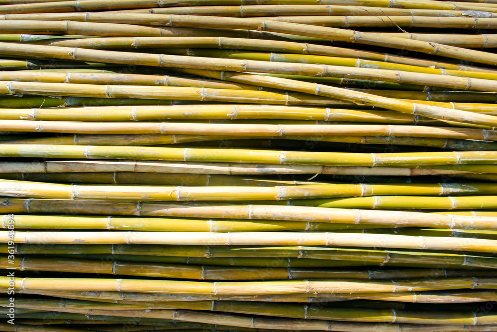 Group of bamboo on ground Group of bamboo on ground