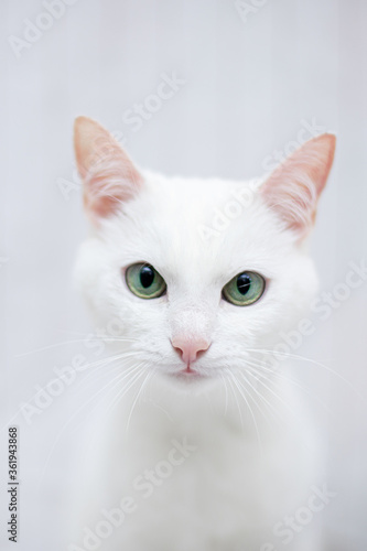 White cat on white background