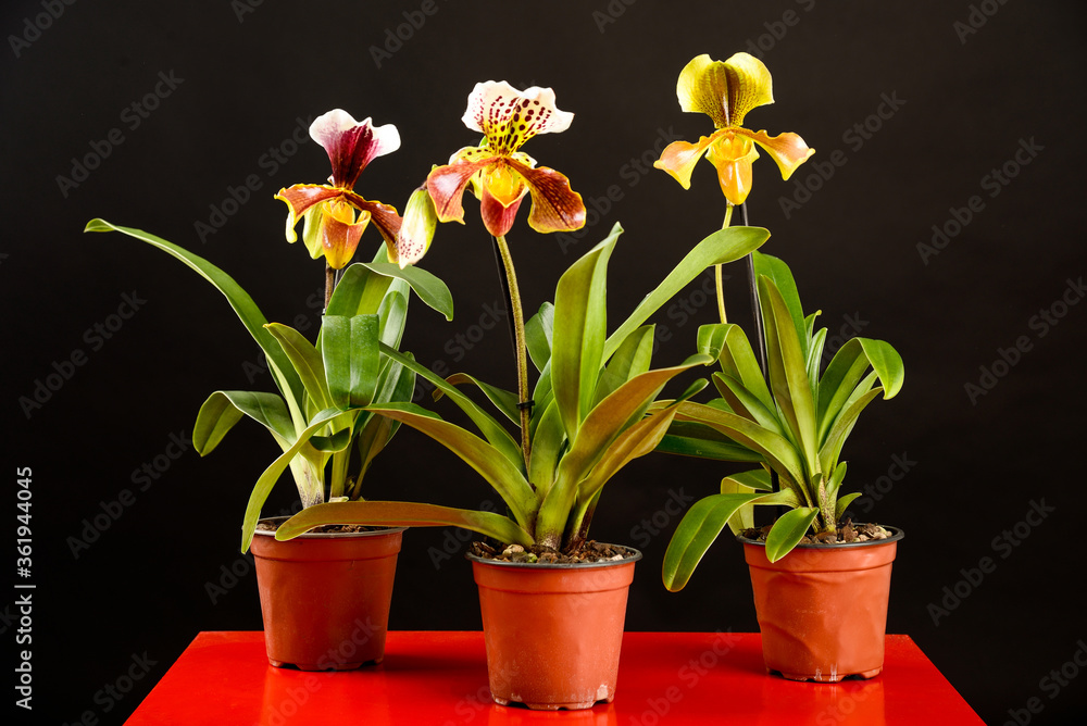A trio of colorful orchid paphiopedilum standing in a pot on a red table on a black background in studio