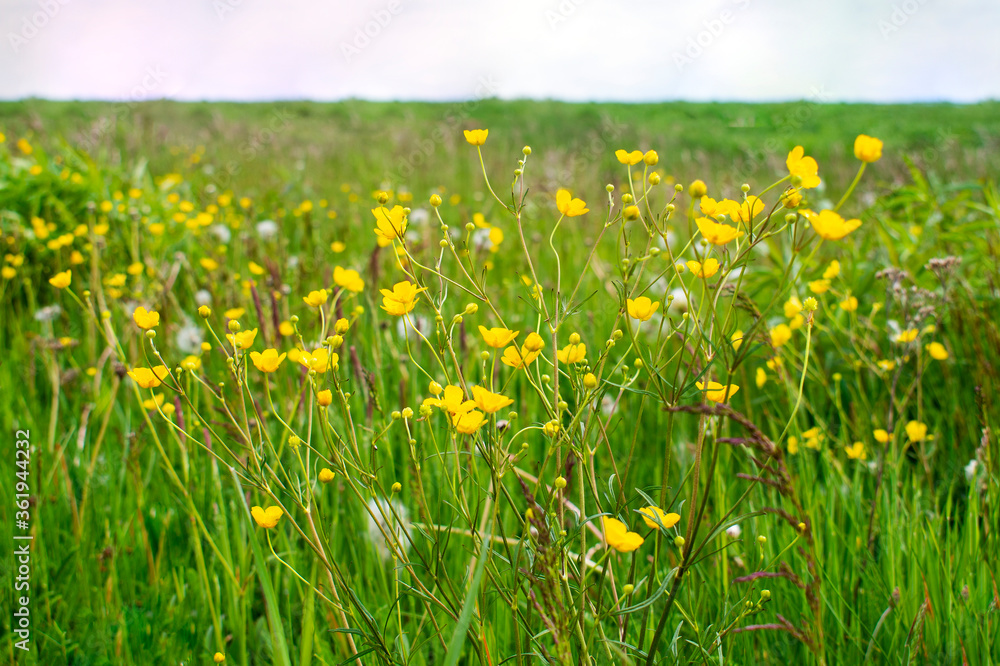 Spring / summer field / medaow of yellow flowers marsh-marigold / kingcup / Caltha palustris flowers, overblown dandelions and fresh green grass with clover and herbs Spring / summer field / medaow of yellow flowers marsh-marigold / kingcup / Caltha palustris flowers, overblown dandelions and fresh green grass with clover and herbs