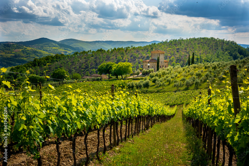 Chianti, Fattoria di Albola, Tuscany, Italy