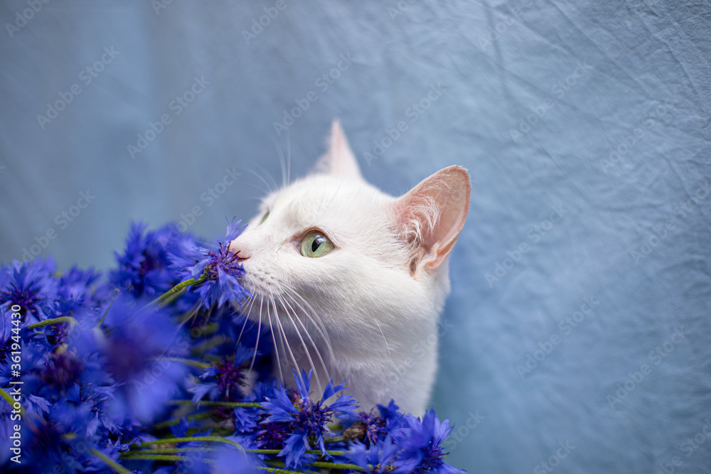 White cat wit bouquet of cornflower
