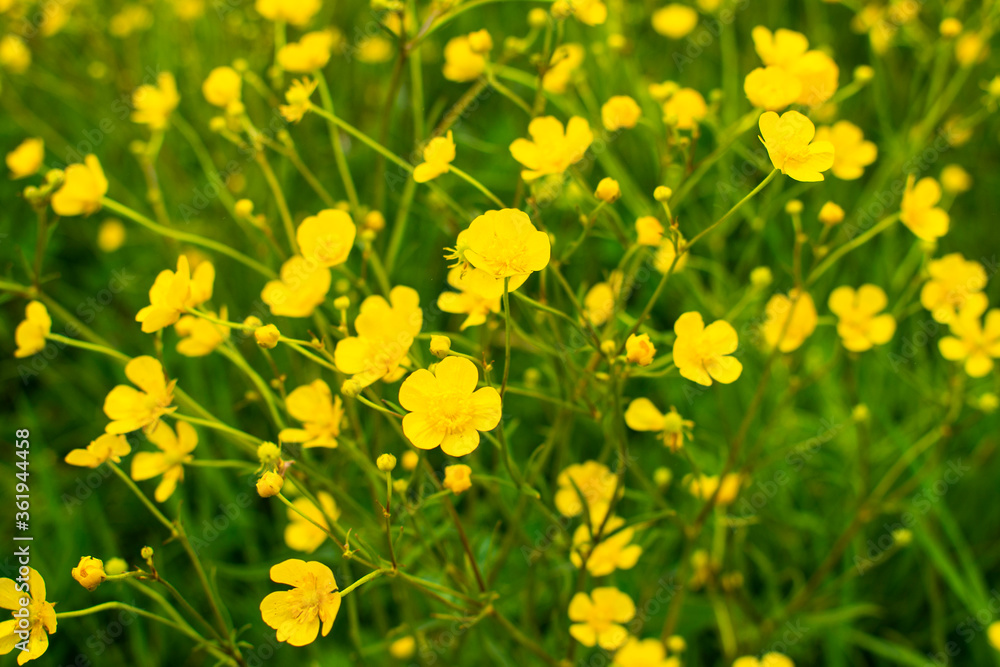 Obraz premium Spring / summer field / medaow of yellow flowers (marsh-marigold / kingcup / Caltha palustris) and fresh green grass (with clover and herbs) 