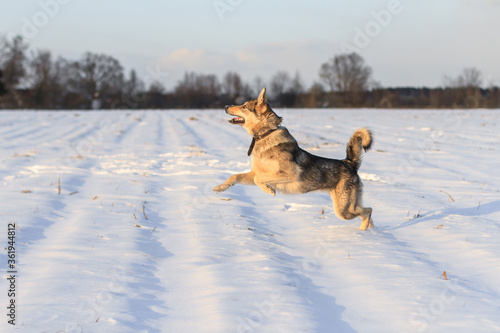 Dog running through snowy field