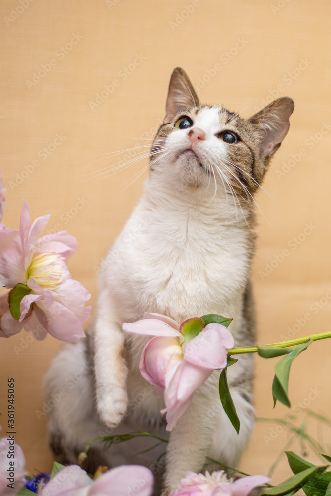 Obraz premium Funny cat with bouquet of flowers