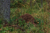 Big anthill in the woods. Big anthill with colony of ants in summer forest