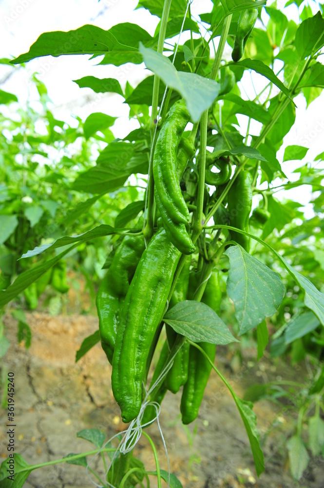 Green pepper in greenhouses Green pepper in greenhouses