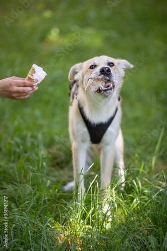 Dog eat ice cream on the grass