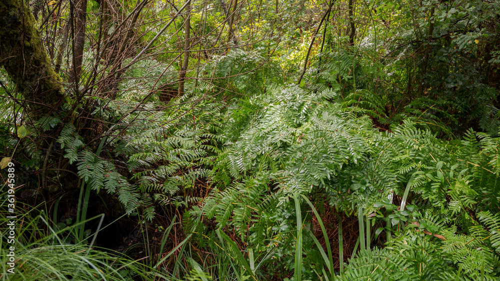 Fronds of Royal Fern, Osmunda regalis. Photo taken in forests on hydromorphic soils in the Etang Noir, Black Pond. It is a Natural Reserve located in The Landes Department, France Fronds of Royal Fern, Osmunda regalis. Photo taken in forests on hydromorphic soils in the Etang Noir, Black Pond. It is a Natural Reserve located in The Landes Department, France