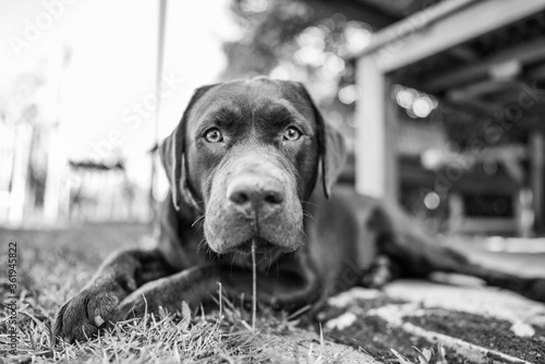 black labrador retriever