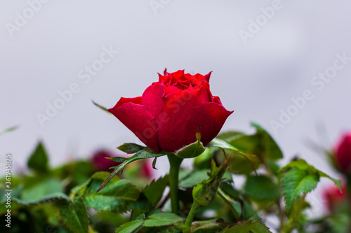 Red Roses on a bush in a garden. Russia.