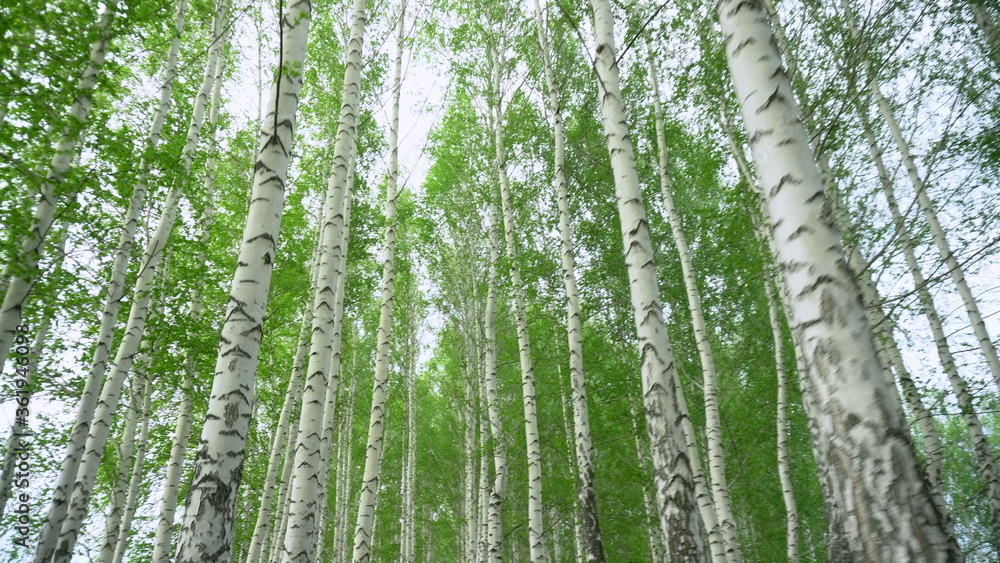 Gardinen   - Walking through a birch forest in spring. The trees are blooming. View from below. #361946098