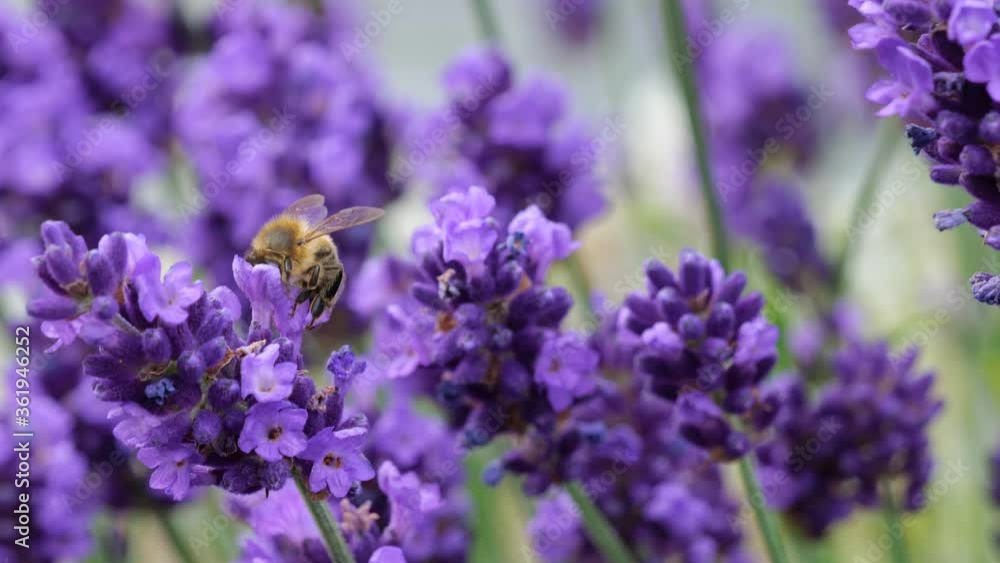 Biene (Anthophila) saugt Nektar aus Lawendelblüte im Garten Biene (Anthophila) saugt Nektar aus Lawendelblüte im Garten