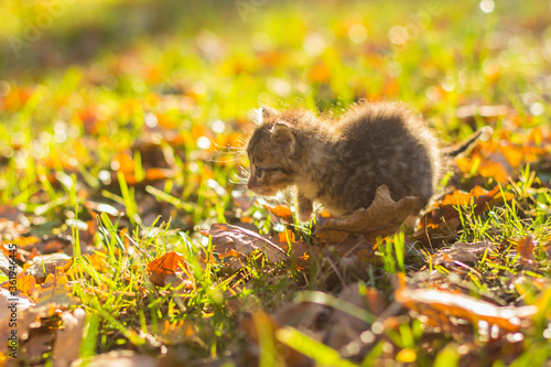 Portrait of little kitten on the grass with fallen leaves in autumn
