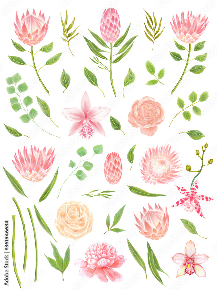 Watercolor flowers and plants set. Orchids, peony, rose, protea. Eucalyptus and bamboo leaves.