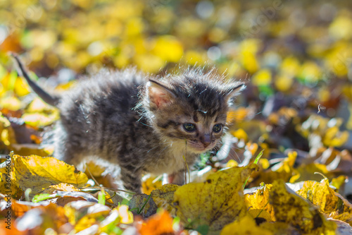 portrait of a beautiful striped kitten playing in the Park among the branches with bright red and yellow maple leaves on a Sunny autumn day