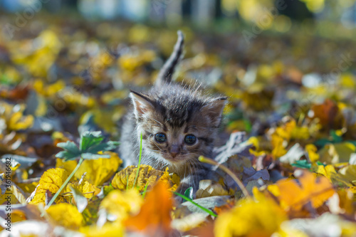Little cat catching falling leaves in autumn