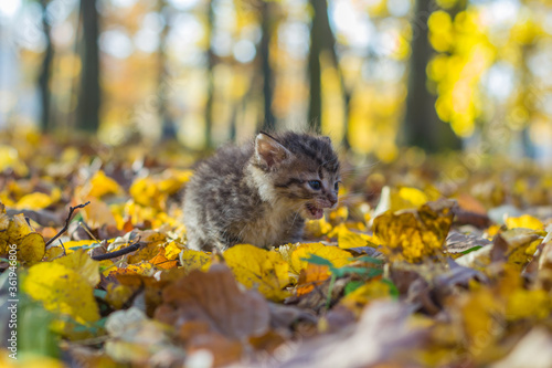 portrait of a beautiful striped kitten playing in the Park among the branches with bright red and yellow maple leaves on a Sunny autumn day