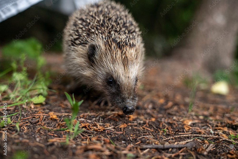 Wild hedgehog in the grass in garden, close to the camera Wild hedgehog in the grass in garden, close to the camera