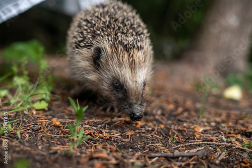 Wild hedgehog in the grass in garden, close to the camera