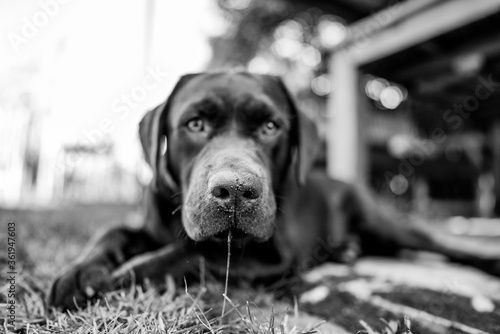 black labrador retriever