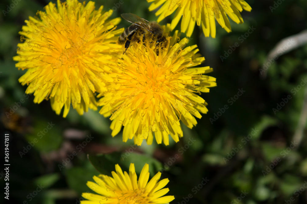 honeybee on a dandelion flower _ yellow flower honeybee on a dandelion flower _ yellow flower
