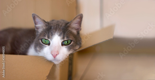 A sad beautiful domestic gray-white cat with green eyes lies lonely in a cardboard box indoors. Cat looking at the camera. Space for text. Close up. lonely pets during the host's vacation. Cats care