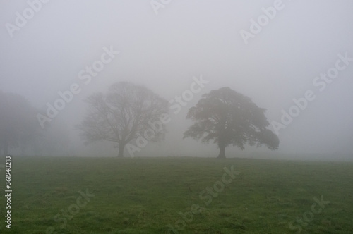 Trees in fog