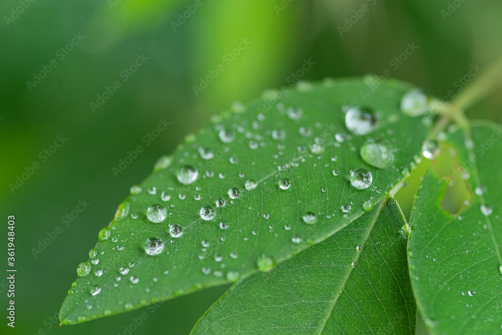 Fototapeta premium 濡れた葉っぱ