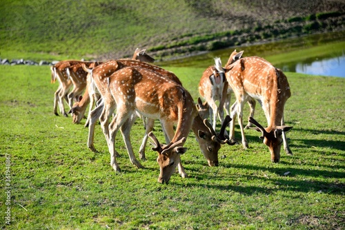 A herd of roe deer grazing in a meadow near the water