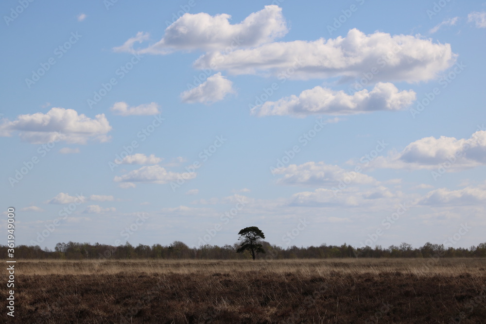 Obraz premium Einzelner Baum 