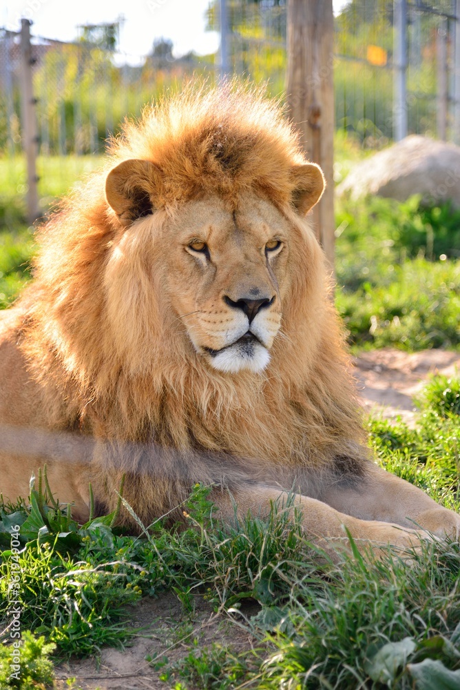 Fototapeta premium Lion lying in the grass in the zoo